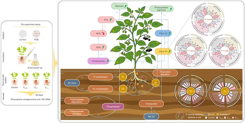 我室李艺教授及于方明教授在《Journal of Hazardous M...